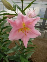 [4305 Ovada VH No02.JPG]